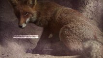 Le renard roux (Le Tour de France de la biodiversité 3/21)