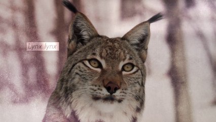 Le lynx (Le Tour de France de la biodiversité 10/21)