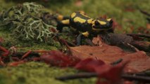 La Salamandre tachetée (Le Tour de France de la biodiversité 12/21)