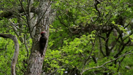 Le Pic noir (Le Tour de France de la biodiversité 13/21)