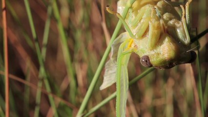 La Cigale du frêne (Le Tour de France de la biodiversité 15/21)