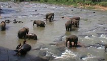Bignade bébés éléphants : Pinnawela elephant orphanage