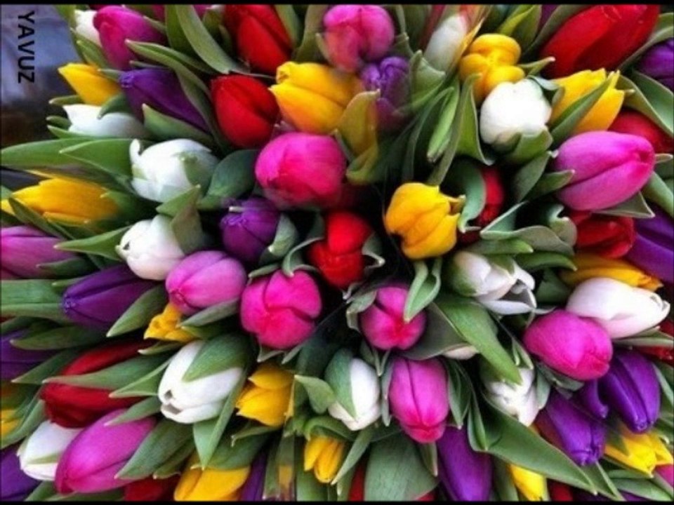 KAMURAN AKKOR-SARKILAR YAZDIM SANA