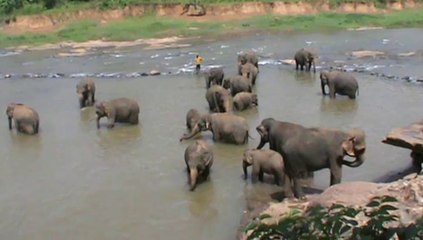 Pinnawela (elephant Orphanage) : jeune éléphant au bain