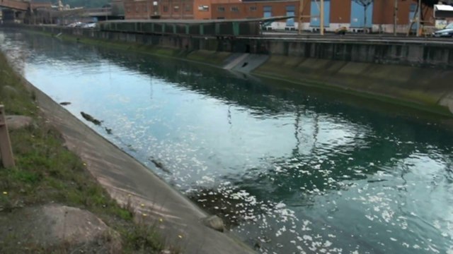 Ecologistas sorprendidos por el Milagro de la calidad de las playas Asturias