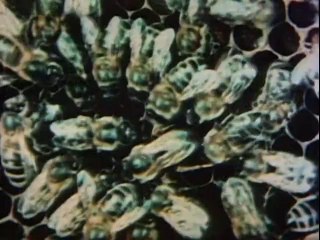 BBC Ascent of Man - 12 - Generation Upon Generation