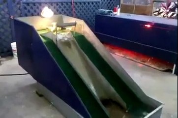 Ducklings Having Fun