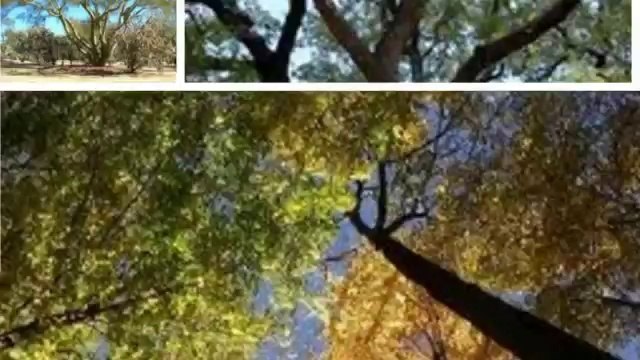 Trees R Us (863) 698-2125