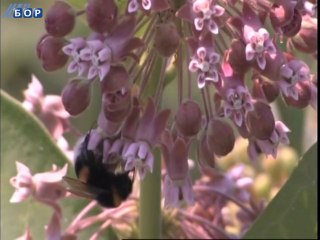 Budilica gostovanje (Davor Mikulić), 02. jul 2014.