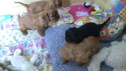 Déchainement général