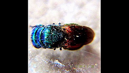 A Beautiful Bug Faking Death