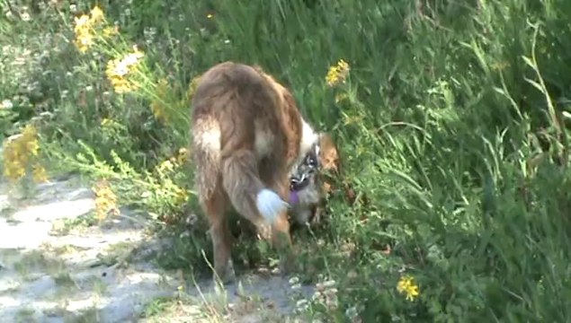 Berger Australien Indi ( 5 mois et demi) 2014