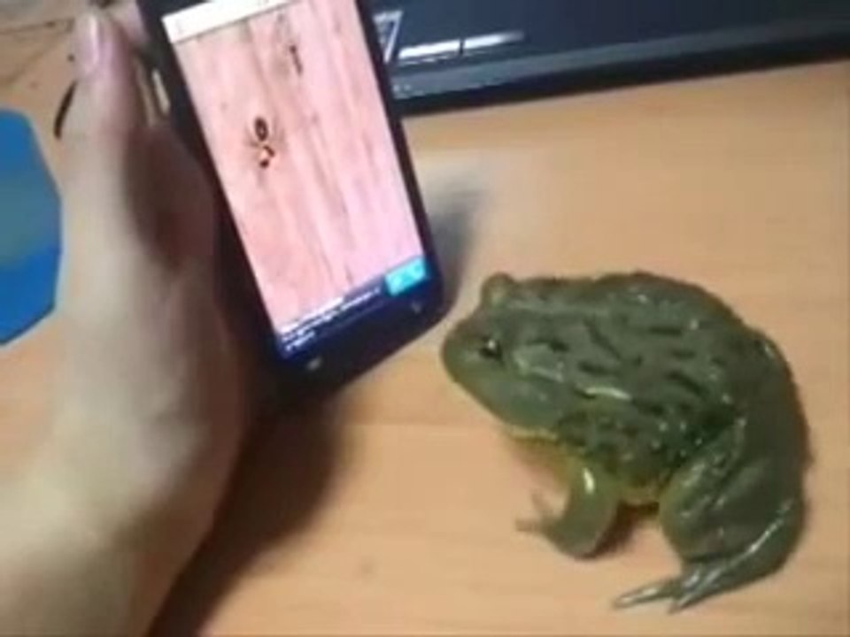 hey frog..every glitter is not gold..funny clip