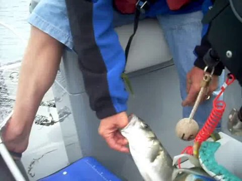 Peche au bar flashmer blue equille open courseulles 2014 les goelands 50