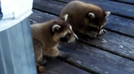 Baby raccoons
