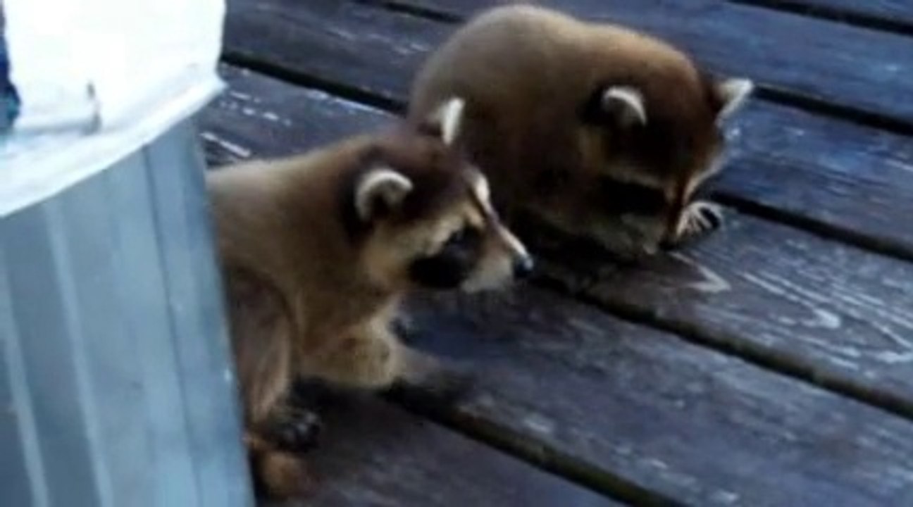 Baby raccoons