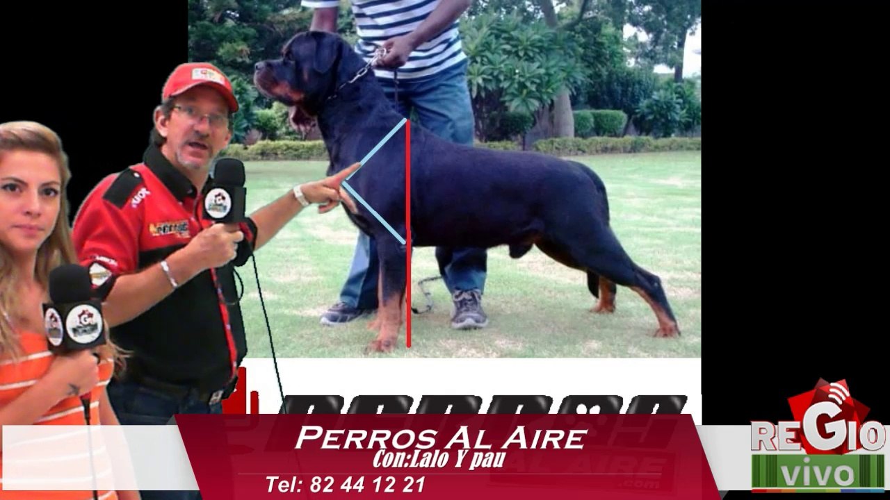 EL  ROTTWEILER | PAA