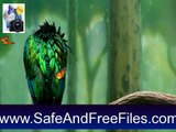 Download Desktop Birds Screensaver 1.0 Serial Key Generator Free