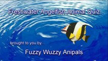 Freshwater Angelfish Quiz