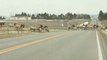 Massive herd of elk in Montana