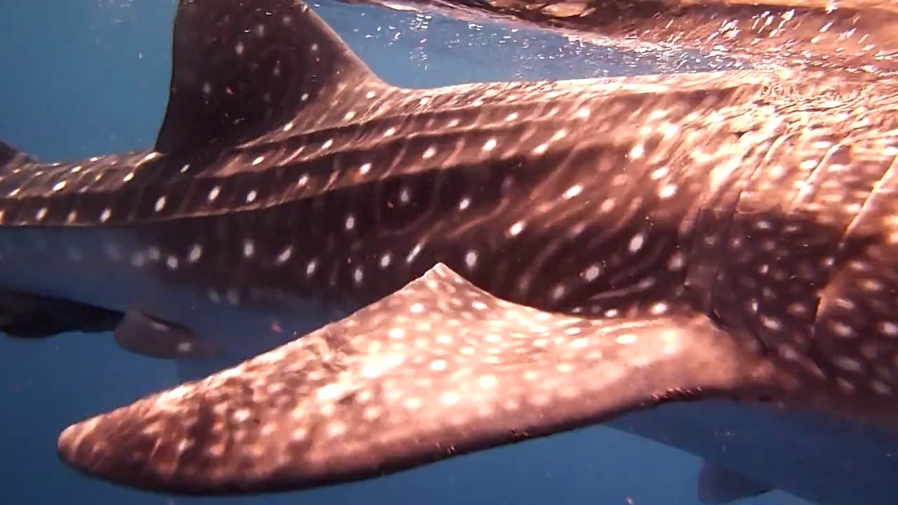 Walhaie am Magic Forrest