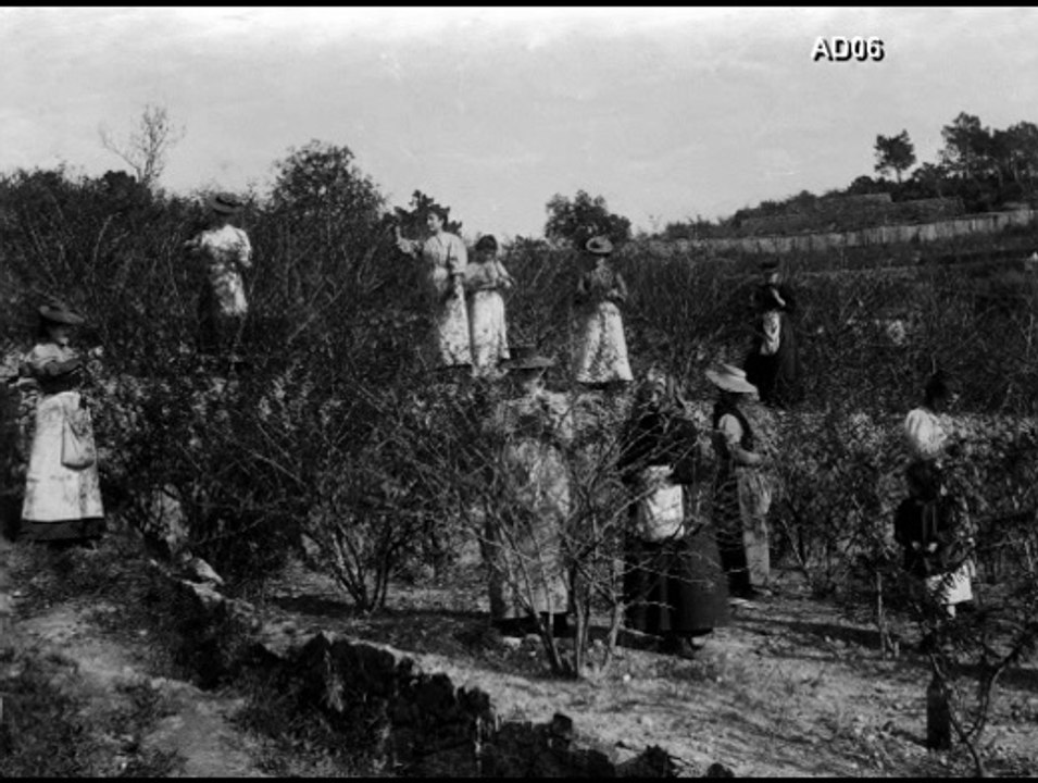 Témoignage partie 9 – Jean-Claude Schumacher  conseiller technique  en horticulture florale à la Chambre d'Agriculture de Nice   – Corpus ‘’MIP -Grasse’’