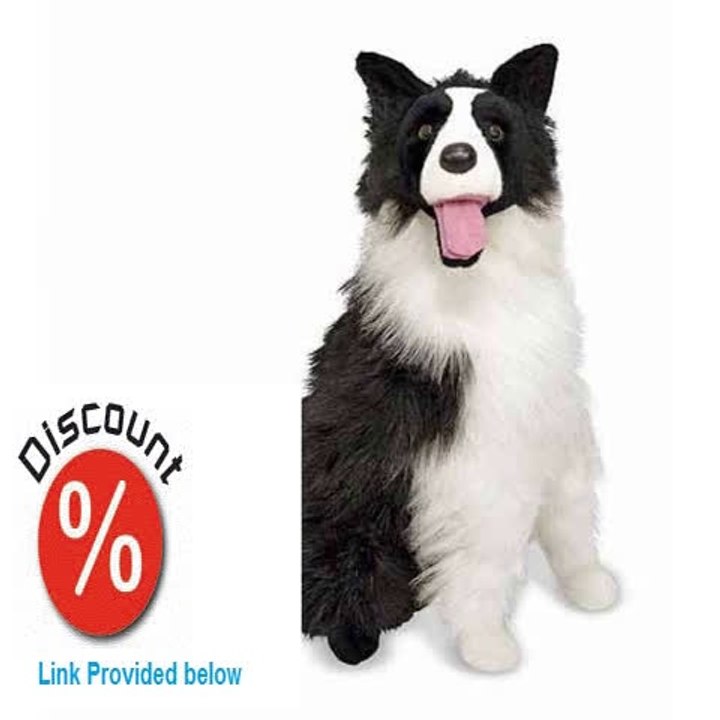 border collie teddy