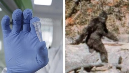 New Hair Sample Analysis Debunks Bigfoot's Existence 🧬