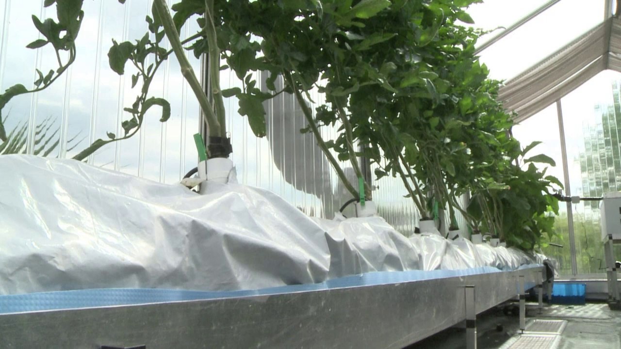 Fisch-Gemüse aus Berlin: Revolution in der Landwirtschaft?