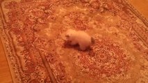 Kitten Is Adorably Scared Of Carpet