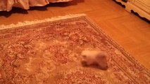 Un petit chat effrayé par le tapis... Trop mignon!