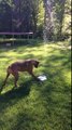 So cute puppy dog playing with water! Adorable animal...