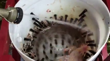 Amazing way chicken cleaning