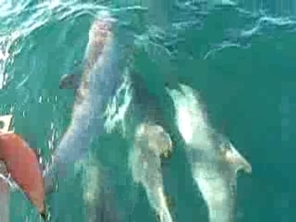 Dauphins