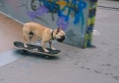 Gizmo the French Bulldog Goes Skateboarding