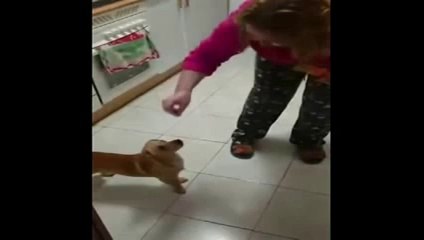 perro baila flamenco