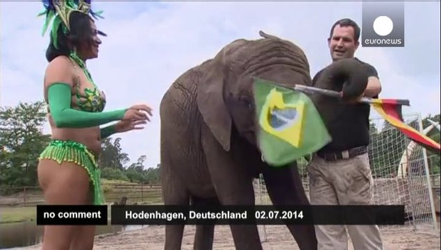 Elephant predicts France to beat Germany in World Cup quarter-final