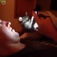 Telefon Takıntısı Olan Şapşik Kedi