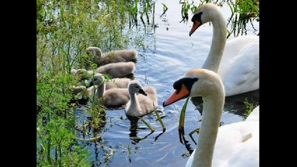 Aiden Andrews plays love songs part 2