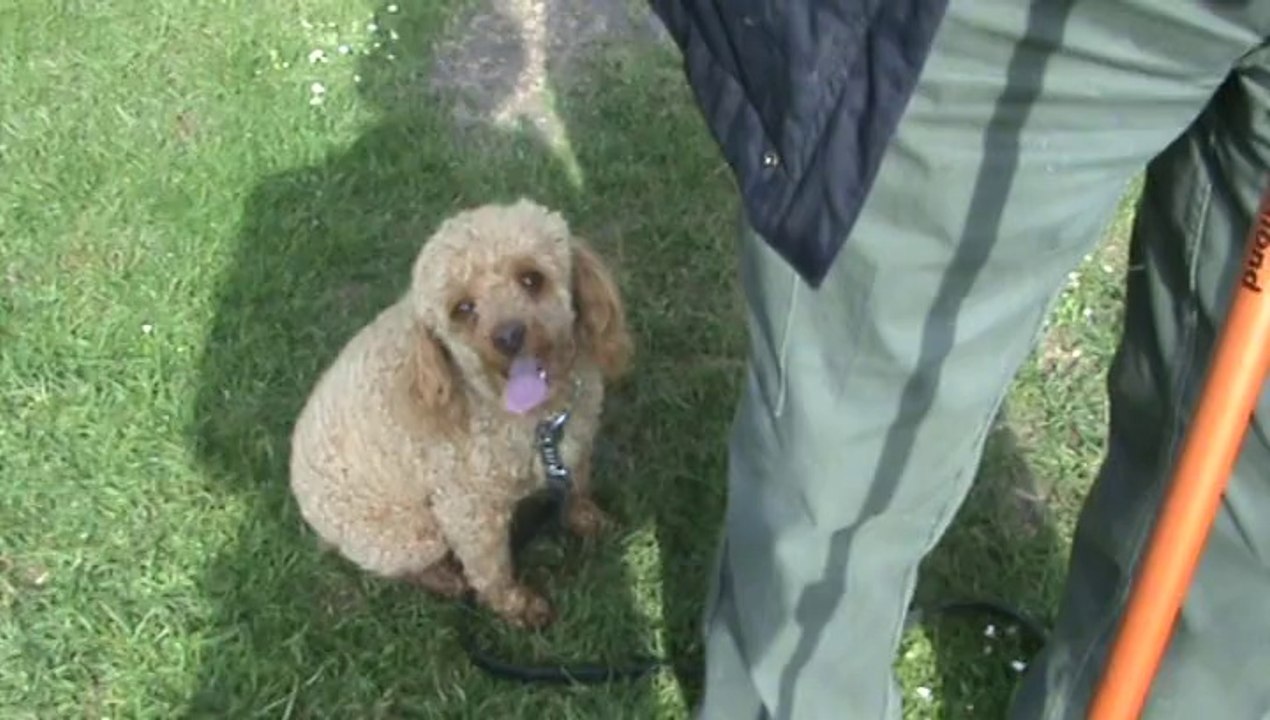 Chipie (caniche 4 ans et demie )
