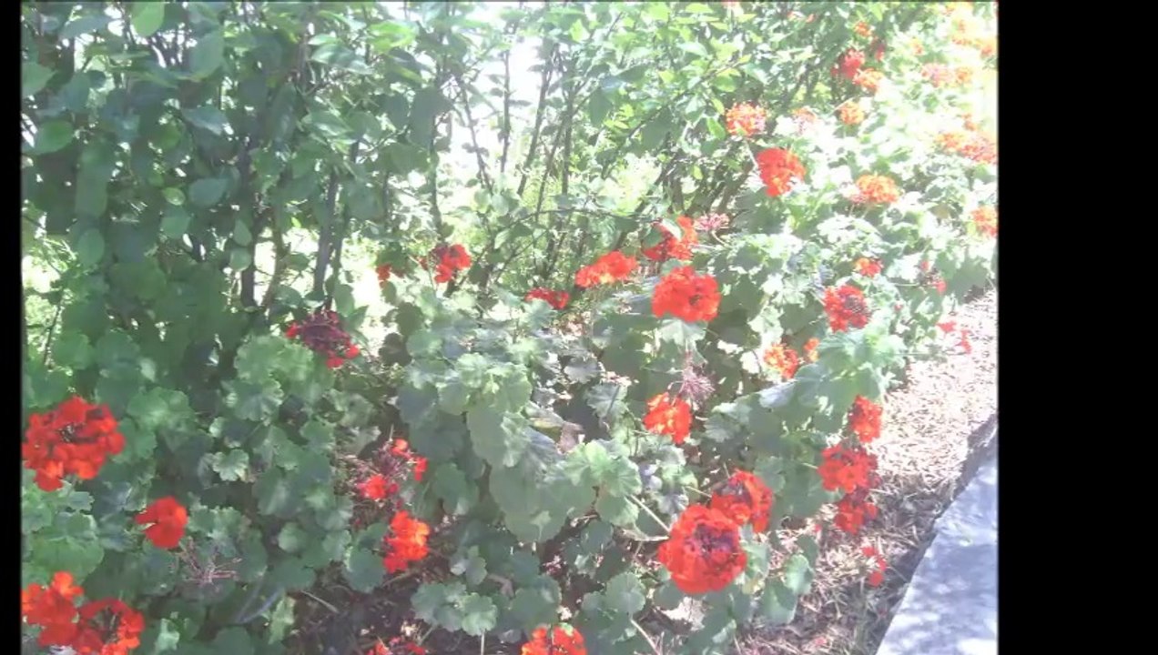 DJ-Tûrkîye - Sevgili (Siir) 2014 YeNi