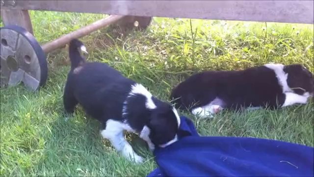 chiots GinXKobe 3 semaines et demi