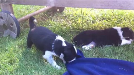 chiots GinXKobe 3 semaines et demi
