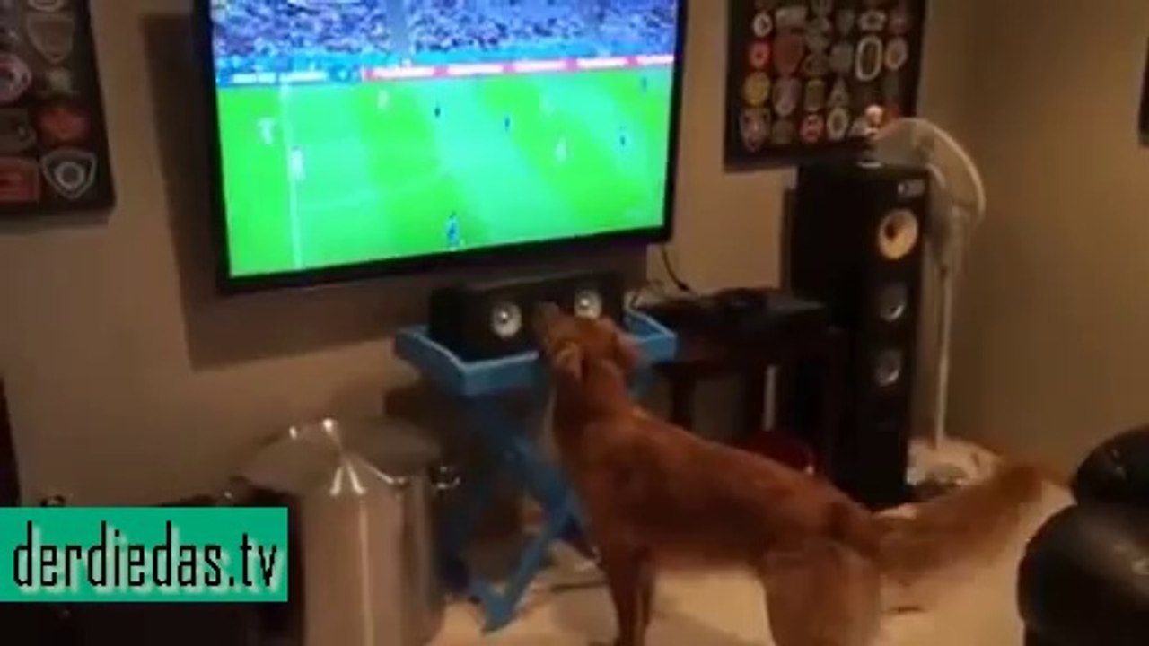 WM-Fieber angesagt -  Sogar bei diesem Hund!!