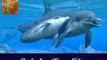 Download Dolphins Underwater Animated Screensaver 6 Product Key Generator Free