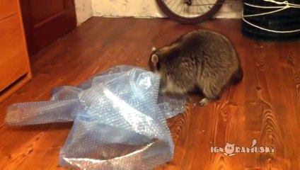 Same Raccoon Popping Bubble Wrap - part 2
