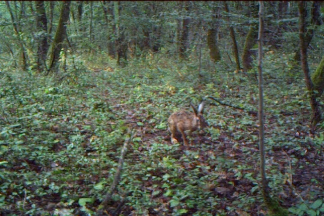 Lièvre 1er