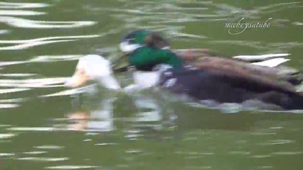 Ducks Attack Goose