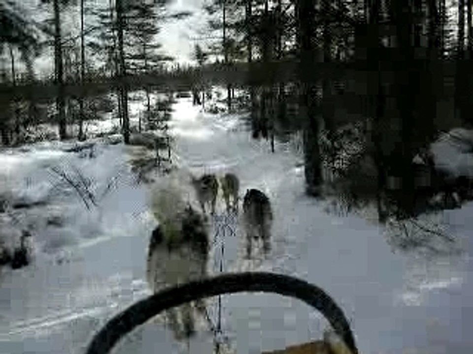 Chiens_de_traineau2