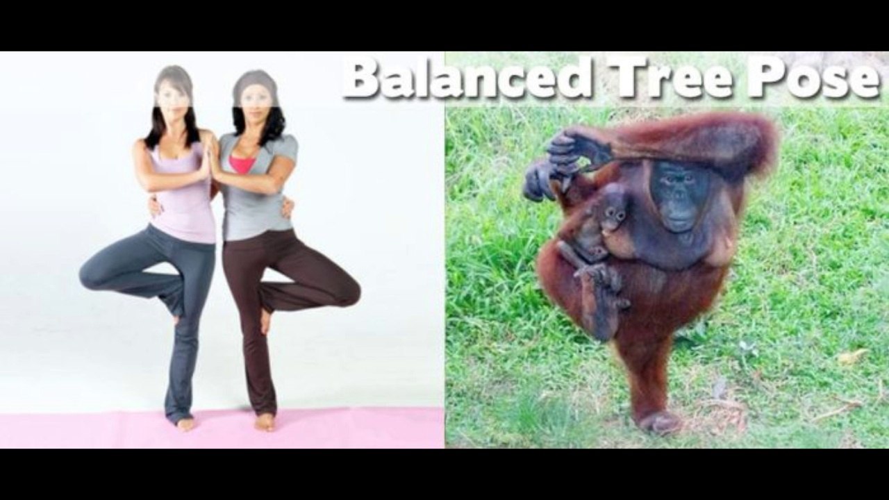 Yoga demonstration by Animals